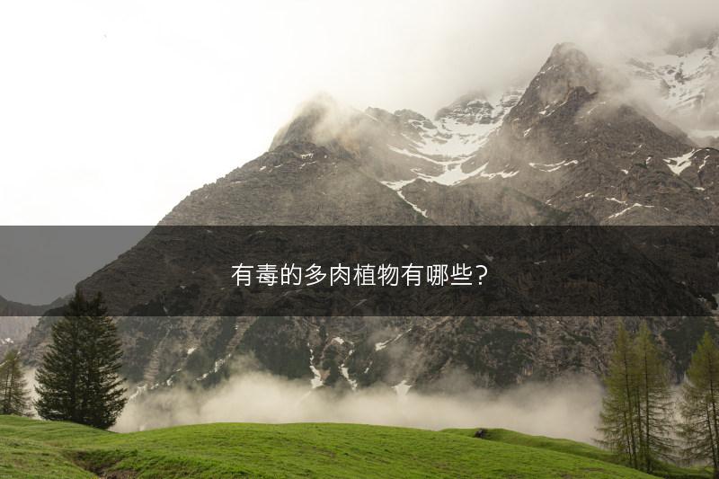 有毒的多肉植物有哪些？(图1)
