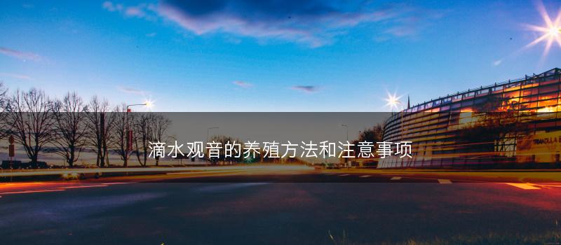 滴水观音的养殖方法和注意事项(图1)