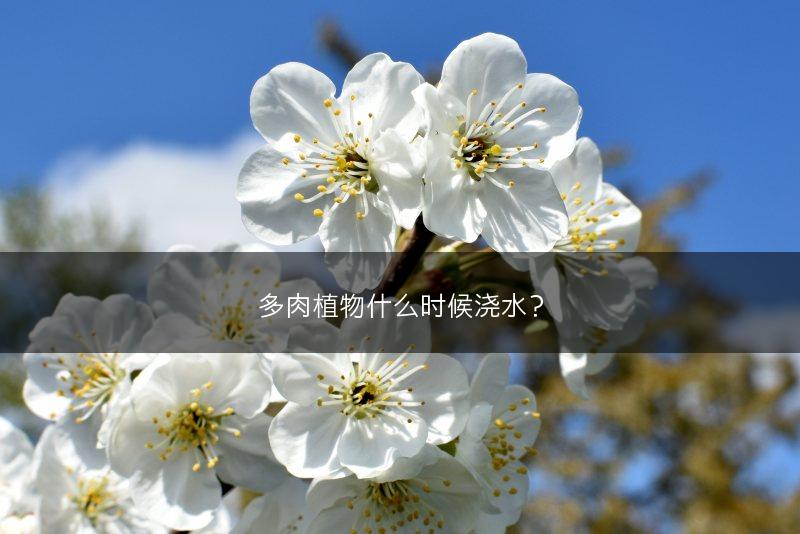 多肉植物什么时候浇水？(图1)