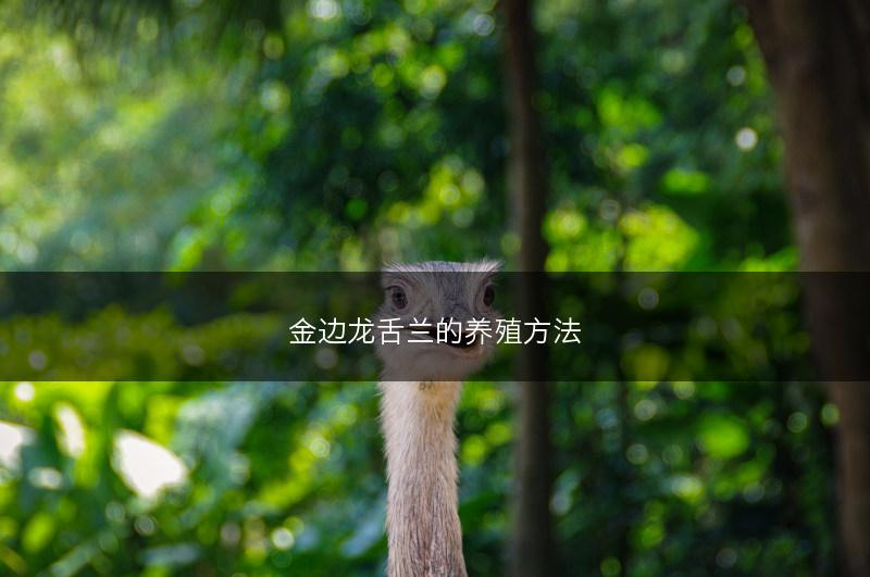 金边龙舌兰的养殖方法(图1)