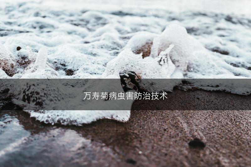 万寿菊病虫害防治技术(图1)