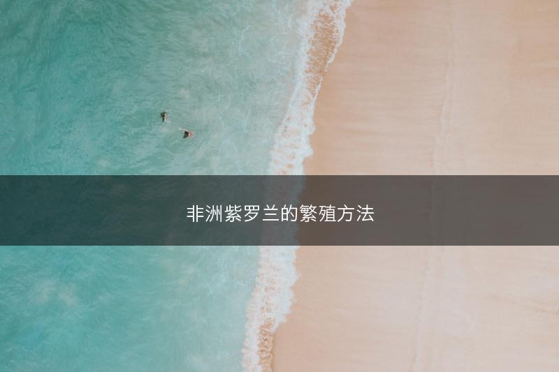 非洲紫罗兰的繁殖方法(图1)
