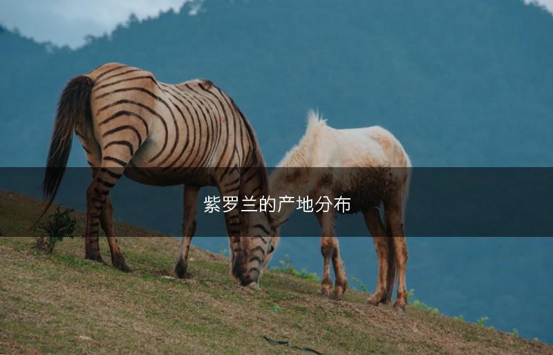 紫罗兰的产地分布(图1)