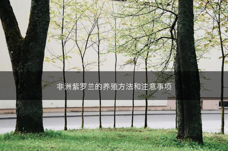 非洲紫罗兰的养殖方法和注意事项(图1)