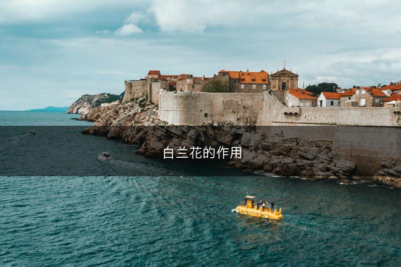 白兰花的作用(图1)