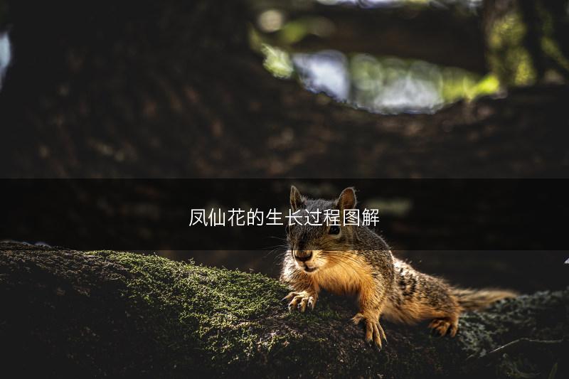 凤仙花的生长过程图解(图1)