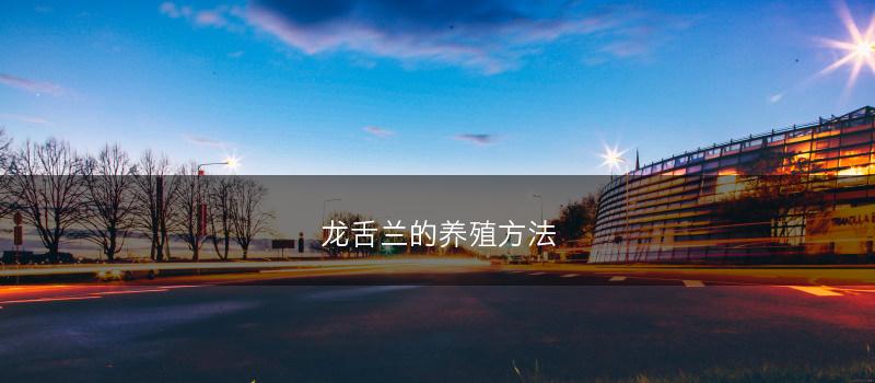 龙舌兰的养殖方法(图1)