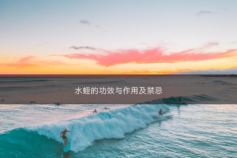 水蛭的功效与作用及禁忌(图1)