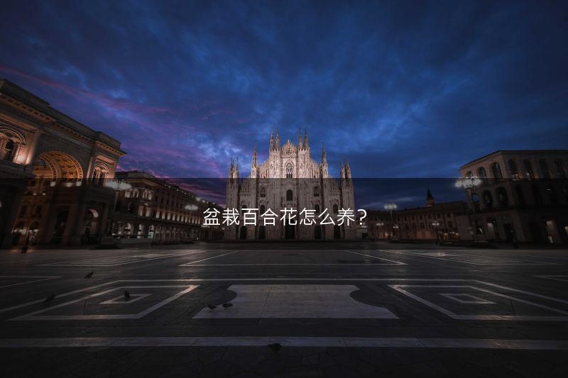 盆栽百合花怎么养？(图1)