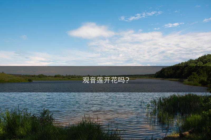 观音莲开花吗？(图1)