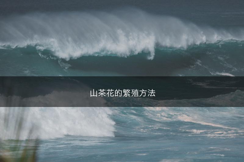 山茶花的繁殖方法(图1)