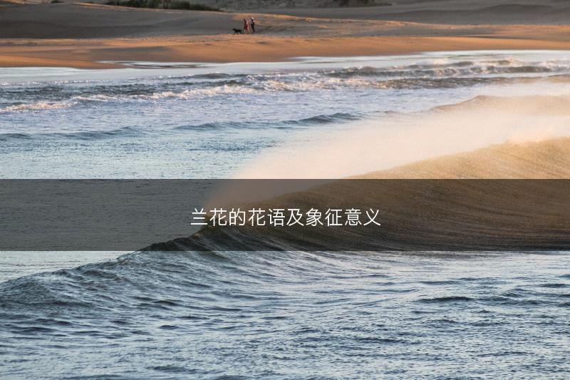 兰花的花语及象征意义(图1)