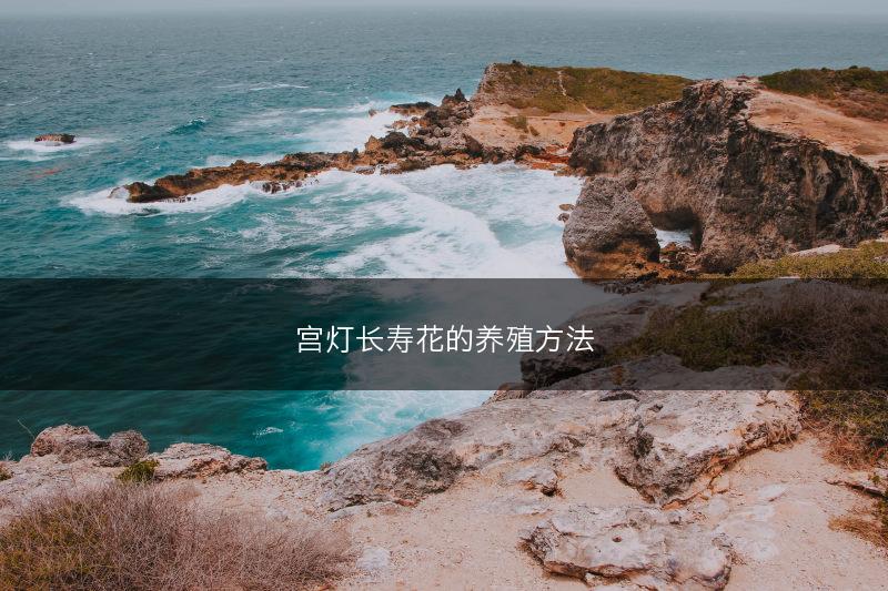 宫灯长寿花的养殖方法(图1)