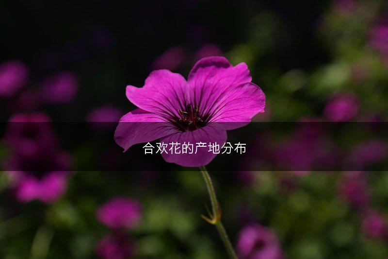 合欢花的产地分布(图1)