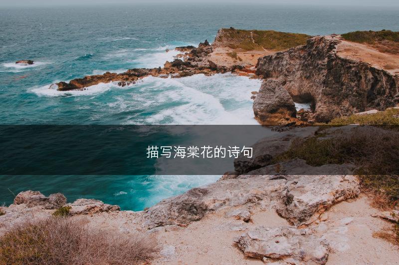 描写海棠花的诗句(图1)