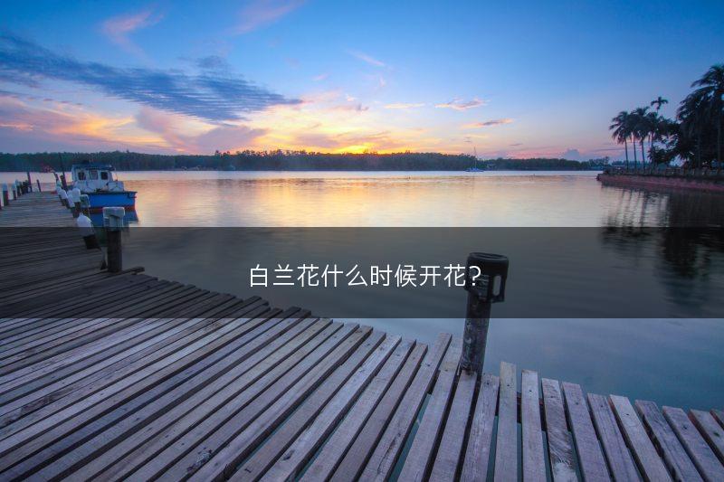 白兰花什么时候开花？(图1)