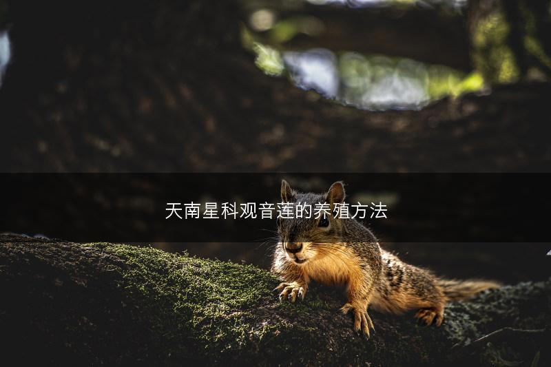 天南星科观音莲的养殖方法(图1)