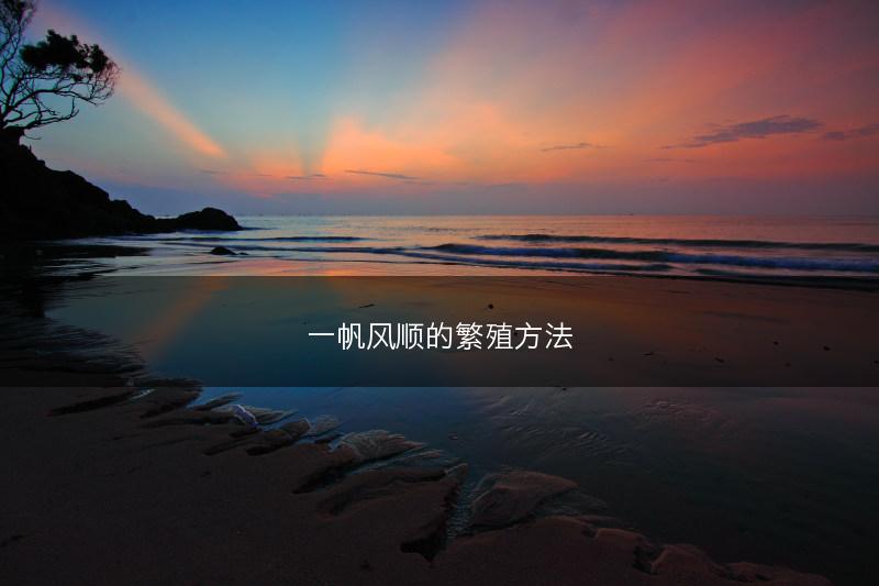 一帆风顺的繁殖方法(图1)
