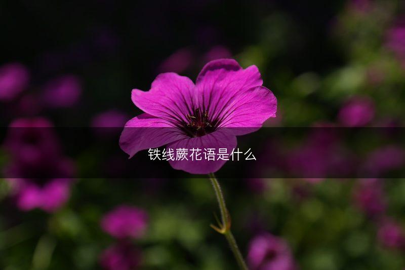 铁线蕨花语是什么(图1)