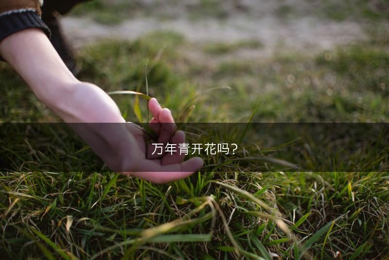 万年青开花吗？(图1)