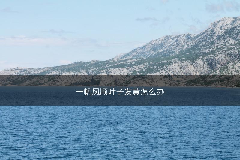 一帆风顺叶子发黄怎么办(图1)