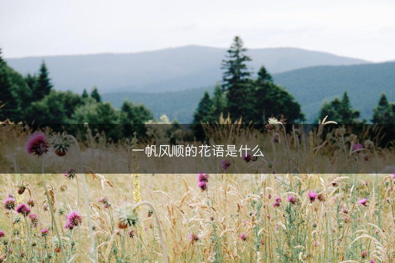 一帆风顺的花语是什么(图1)