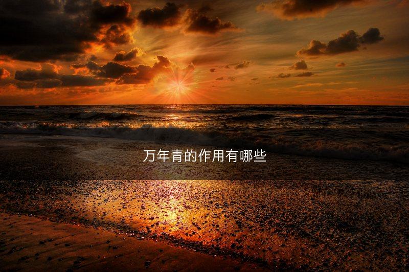 万年青的作用有哪些(图1)