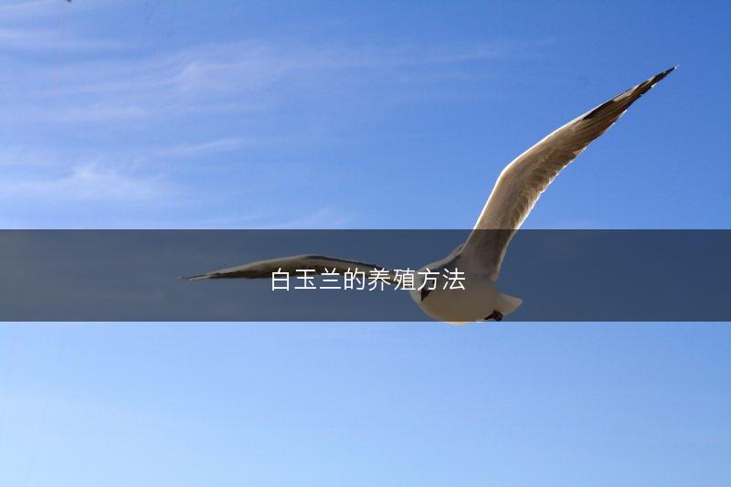 白玉兰的养殖方法(图1)