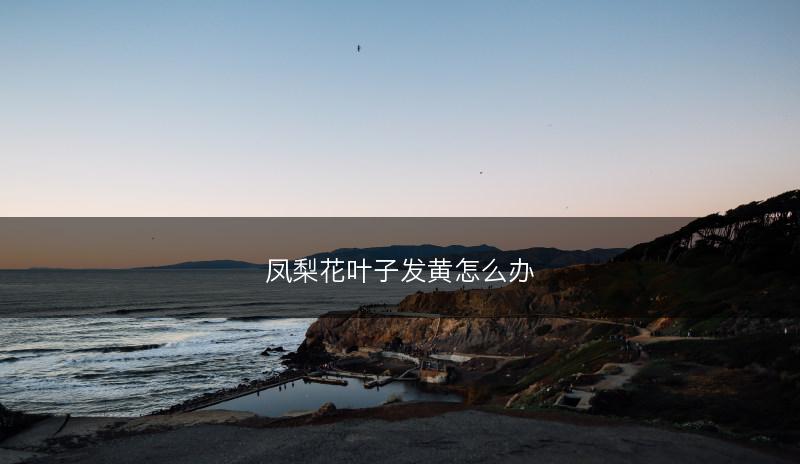 凤梨花叶子发黄怎么办(图1)