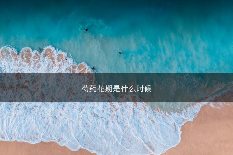 芍药花期是什么时候(图1)