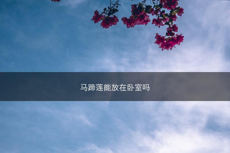 马蹄莲能放在卧室吗(图1)