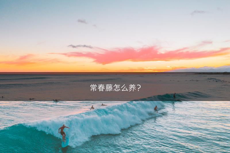 常春藤怎么养？(图1)
