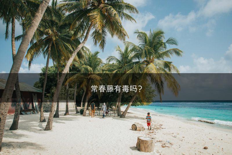 常春藤有毒吗？(图1)