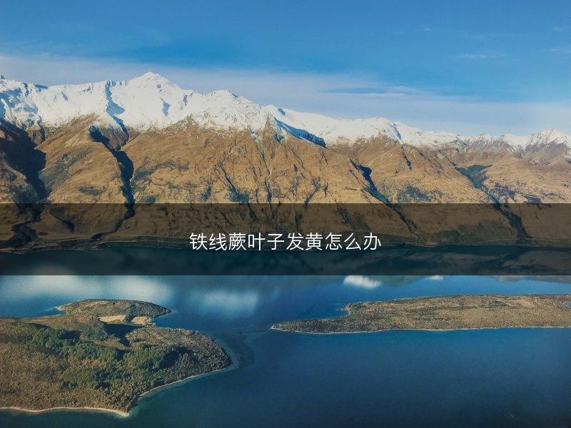 铁线蕨叶子发黄怎么办(图1)