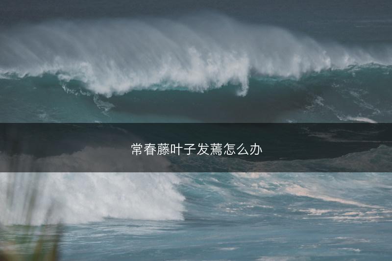 常春藤叶子发蔫怎么办(图1)
