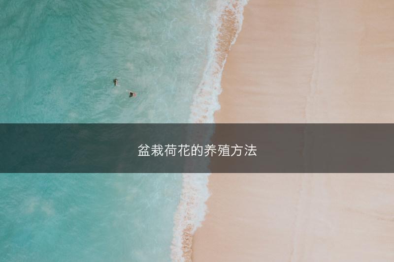 盆栽荷花的养殖方法(图1)