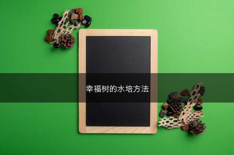 幸福树的水培方法(图1)