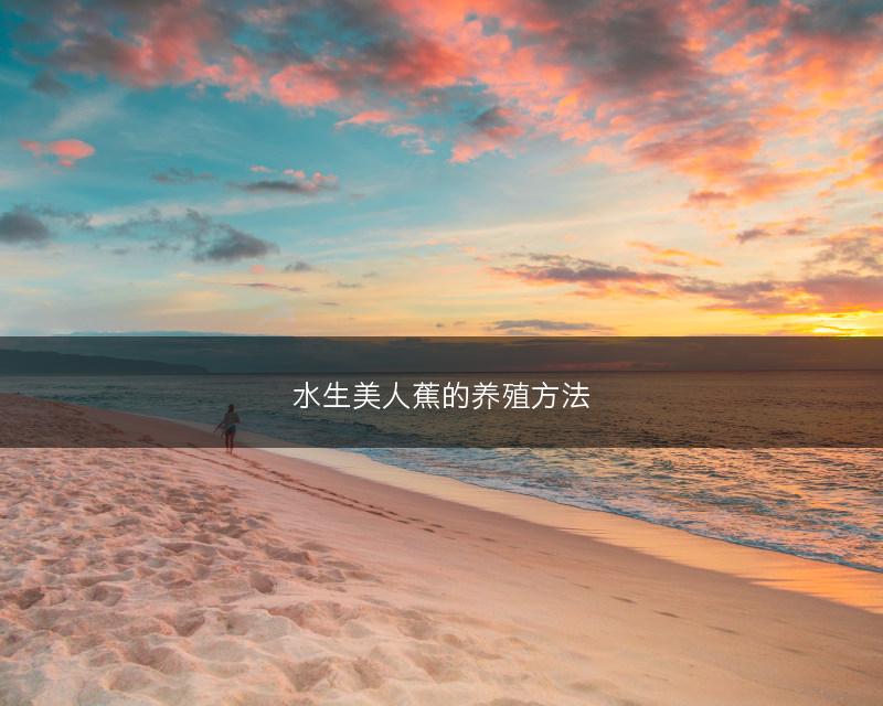 水生美人蕉的养殖方法(图1)