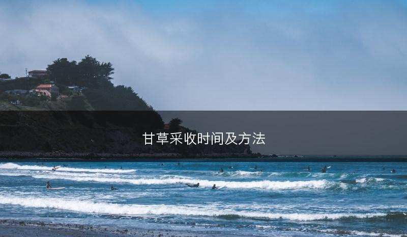 甘草采收时间及方法(图1) 甘草采收时间及方法(图1)