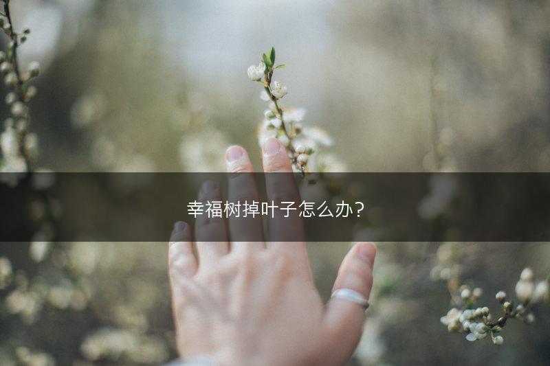 幸福树掉叶子怎么办？(图1)