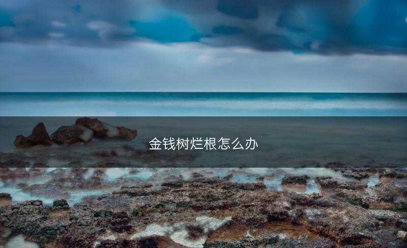 金钱树烂根怎么办(图1)