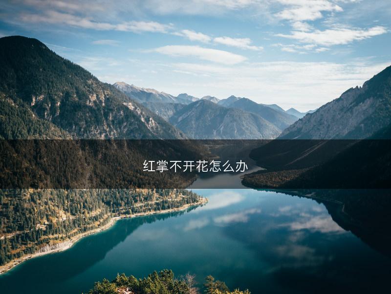 红掌不开花怎么办(图1)