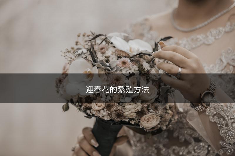 迎春花的繁殖方法(图1)