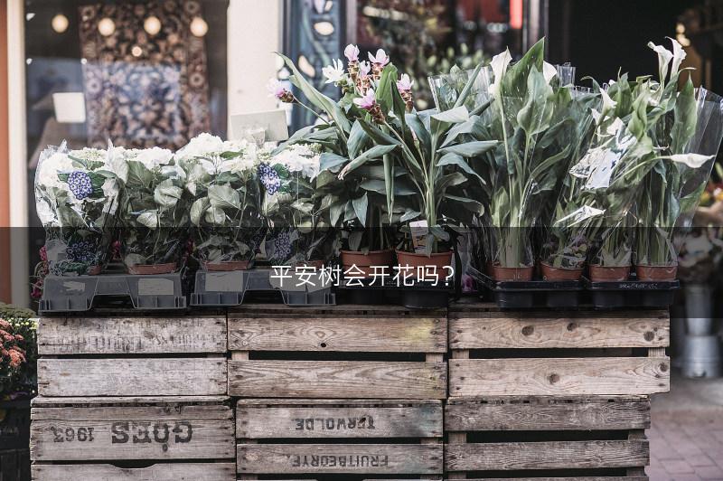 平安树会开花吗？(图1)