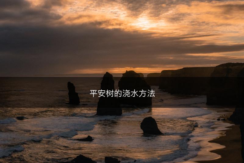 平安树的浇水方法(图1)