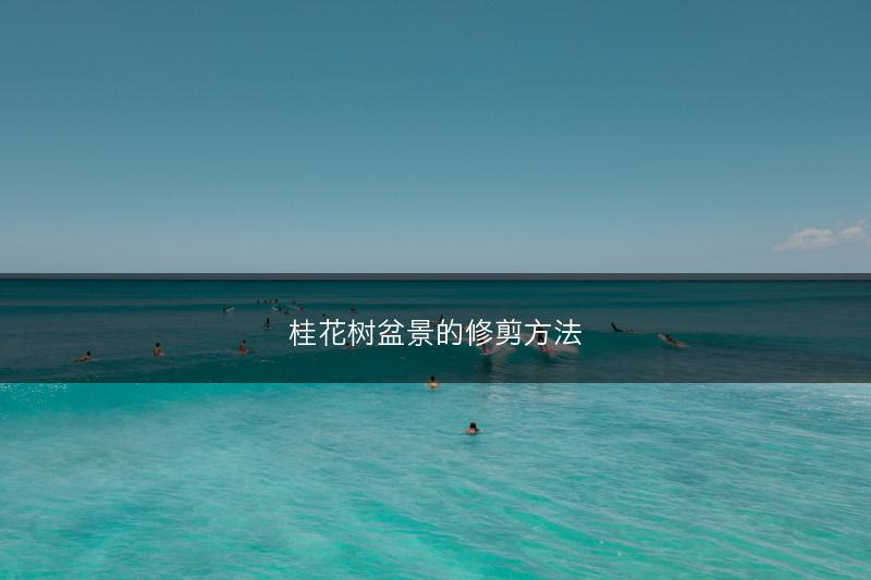 桂花树盆景的修剪方法(图1)