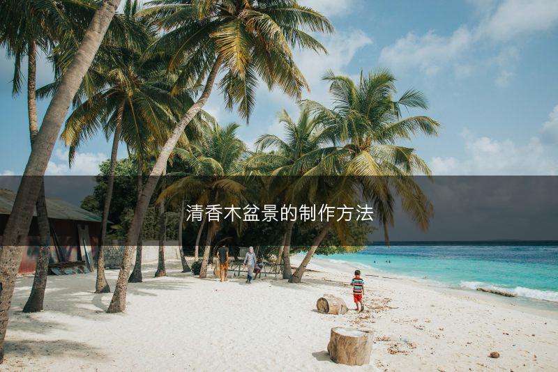 清香木盆景的制作方法(图1)