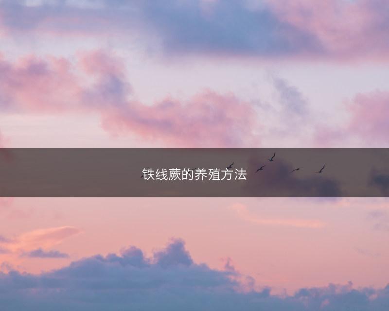 铁线蕨的养殖方法(图1)