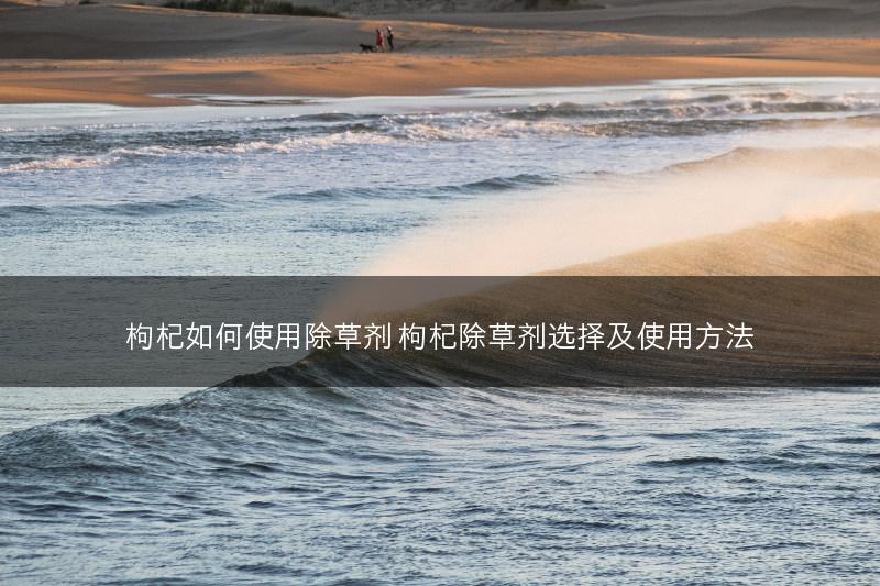 地黄田间管理技术(图1)