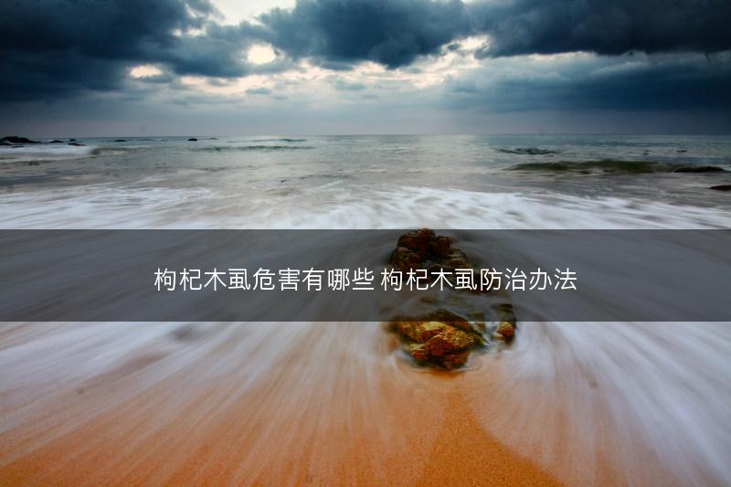 天麻的育苗方法(图1)